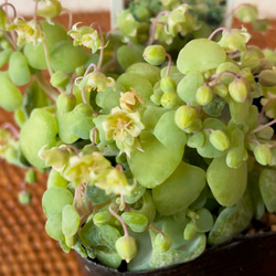 クラッスラ ネモロサ 多肉植物 Obesa 通販 15350950｜Creema(クリーマ)