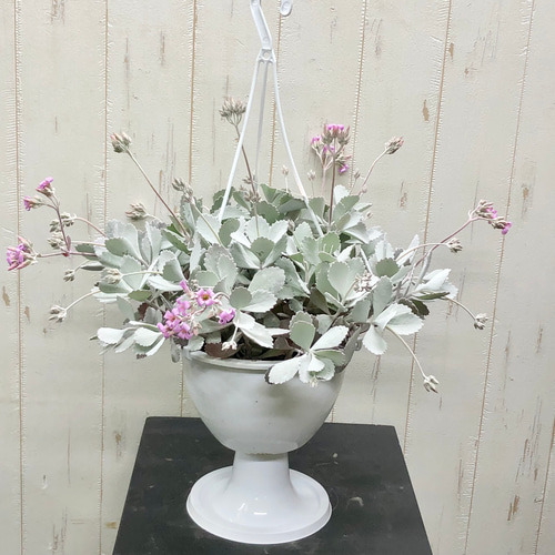 超ボリューム カランコエ プミラ 白銀の舞 吊り鉢 その他インテリア