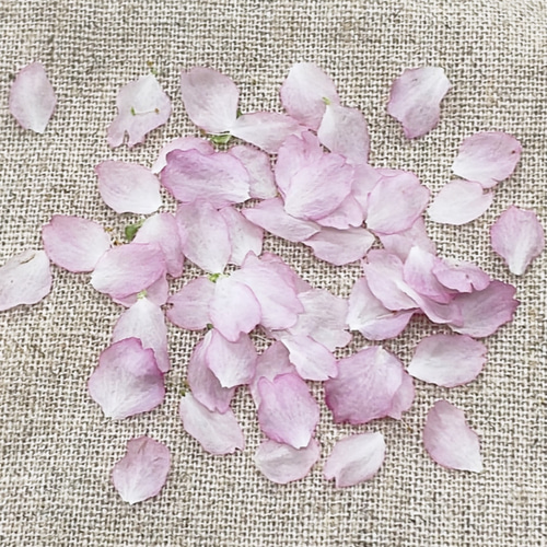 再販』2023年 ドライフラワー 啓翁桜 本物の桜 さくら 花びら 60枚