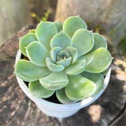 雲の花 ミックスベリア おらい苗 多肉植物 多肉植物