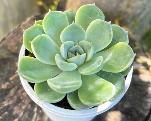 036b27f8f8e0c993d8d6fae3f76847