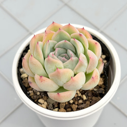 コロラータ×ざわわ おらい苗 青札 多肉植物 多肉植物 kanomarihome