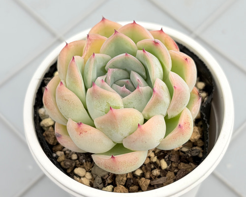 コロラータ×ざわわ おらい苗 青札 多肉植物 多肉植物 kanomarihome