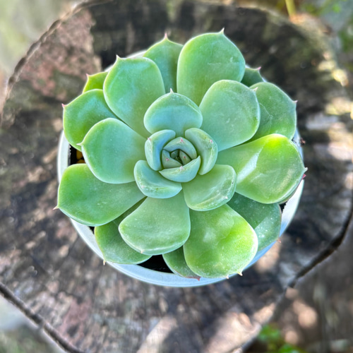 コロラータ×ざわわ おらい苗 青札 多肉植物 多肉植物 kanomarihome