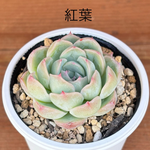 コロラータ×ざわわ おらい苗 青札 多肉植物 多肉植物 kanomarihome