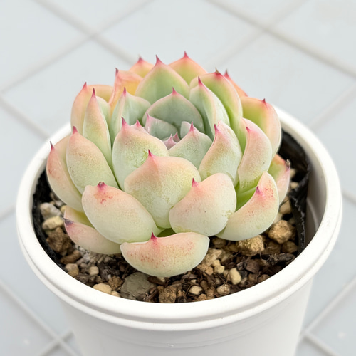 コロラータ×ざわわ おらい苗 青札 多肉植物 多肉植物 kanomarihome