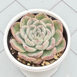 プルビナータ フロスティ 綴化 多肉植物 多肉植物 kanomarihome 通販