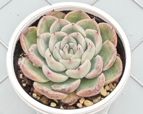 おらいさん苗　そわそわxラウイ　青札 おらいさん苗 そわそわxラウイ 青札 【公式通販】