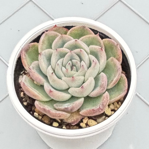 コロラータ×ざわわ おらい苗 青札 多肉植物 多肉植物 kanomarihome