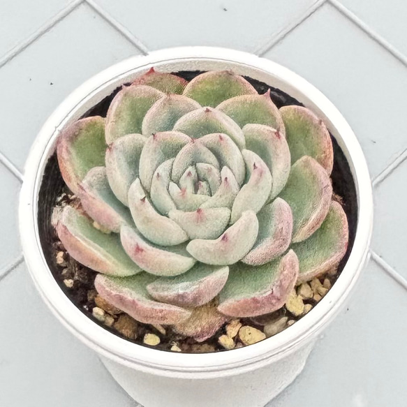 コロラータ×ざわわ おらい苗 青札 多肉植物 多肉植物 kanomarihome