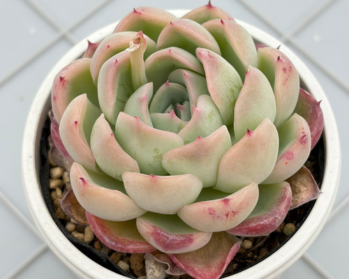 コロラータ×ざわわ おらい苗 青札 多肉植物 多肉植物 kanomarihome