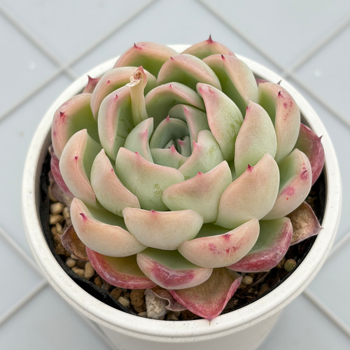 コロラータ×ざわわ おらい苗 青札 多肉植物 多肉植物 kanomarihome