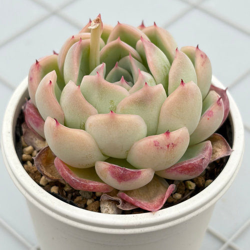 コロラータ×ざわわ おらい苗 青札 多肉植物 多肉植物 kanomarihome