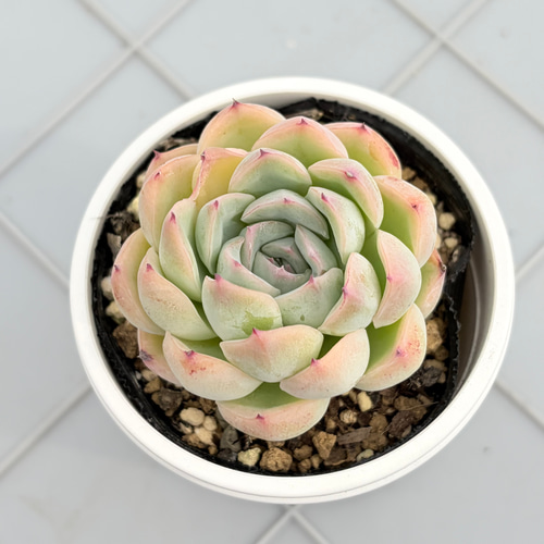 コロラータ×ざわわ おらい苗 青札 多肉植物 多肉植物 kanomarihome