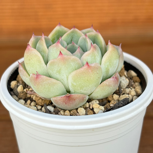 コロラータ×ざわわ おらい苗 青札 多肉植物 多肉植物