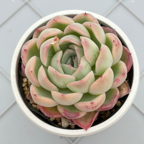 コロラータ×ざわわ おらい苗 青札 多肉植物 多肉植物 kanomarihome