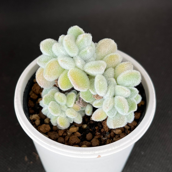 おまとめ中！多肉植物^o^  プルビナータ フロスティ プルビナータ フロスティ 綴化 多肉植物 多肉植物 kanomarihome