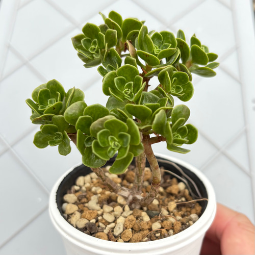 チョコチップ アエオニウム 多肉植物 多肉植物 kanomarihome 通販