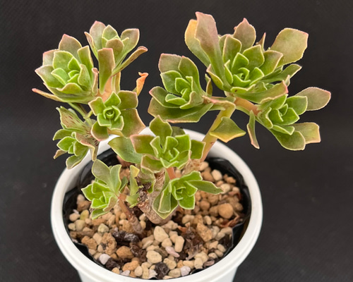 今季最後の出品です チョコチップ アエオニウム 多肉植物 多肉植物