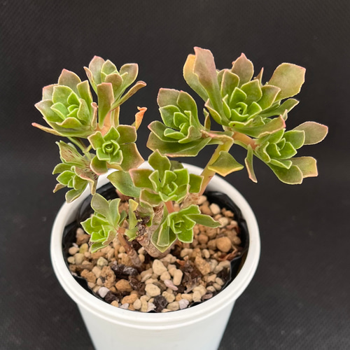 今季最後の出品です チョコチップ アエオニウム 多肉植物 多肉