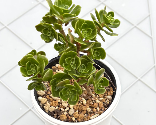 チョコチップ アエオニウム 多肉植物 多肉植物 kanomarihome 通販