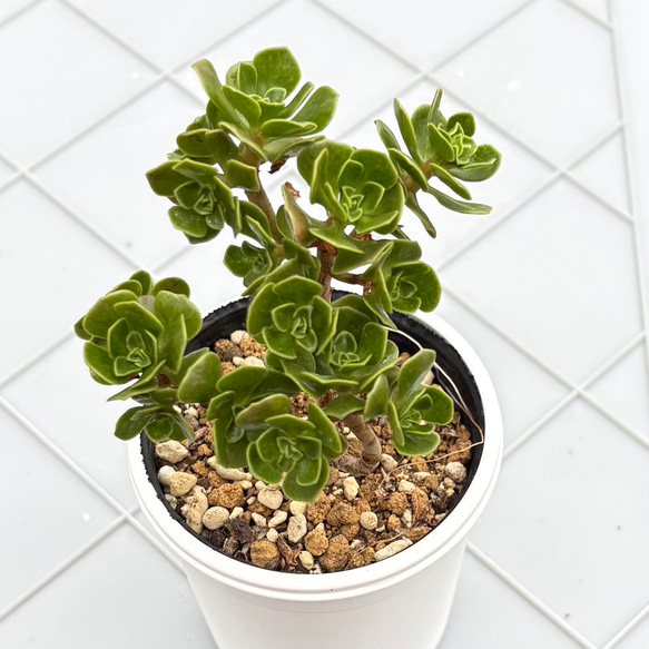 チョコチップ アエオニウム 多肉植物 多肉植物 kanomarihome 通販