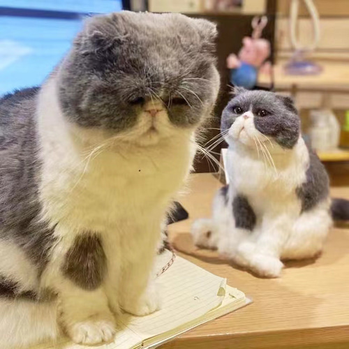 羊毛フェルト　オーダー　猫　ぶっちページ とつ様専用ページ☆羊毛フェルト ペット オーダー♪犬 猫