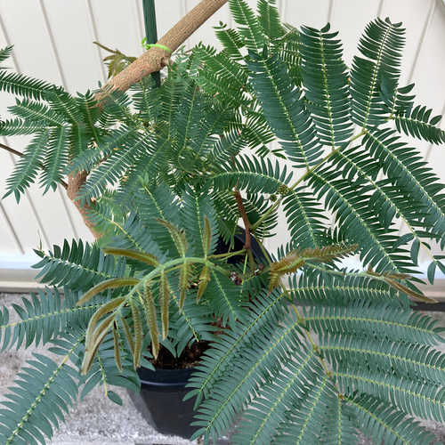 エバーフレッシュ♪特大株♪存在感抜群♪インテリアグリーン♪ アート