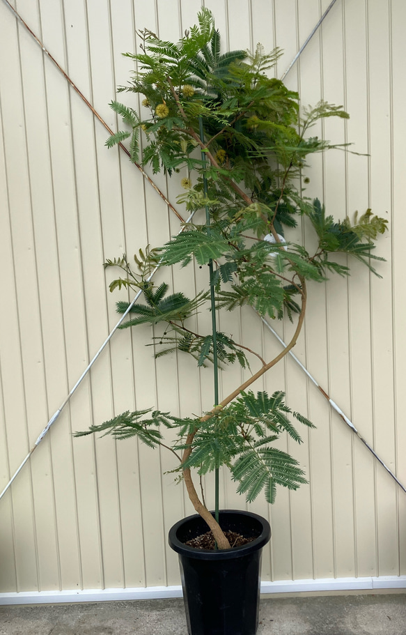 エバーフレッシュ♪特大株♪存在感抜群♪インテリアグリーン♪ アート