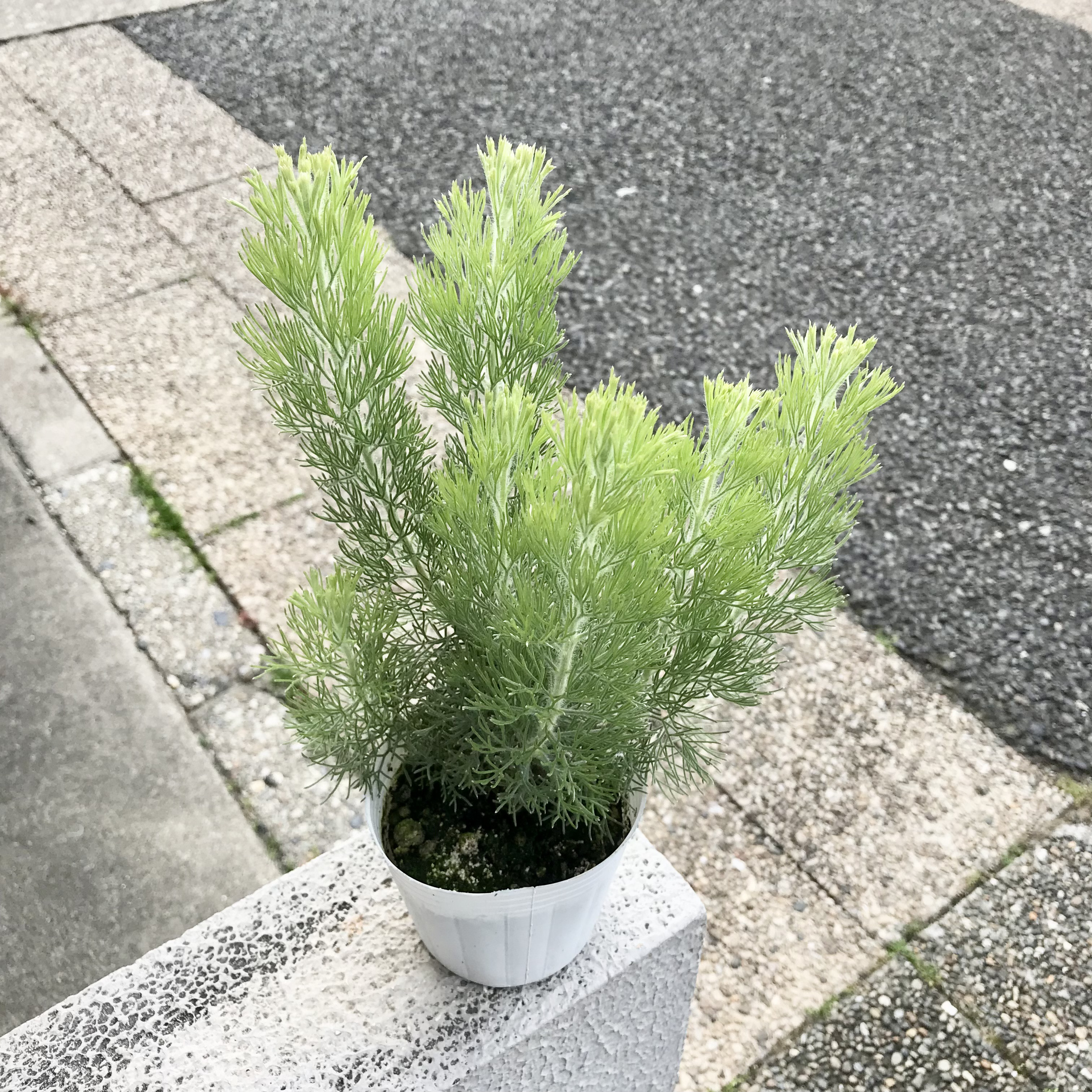 希少 アデナンサス　ルーラタン　5号鉢　オージープランツ