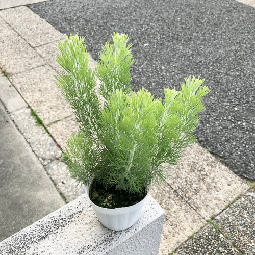 楽天市場】【アデナンサス ウィリーブッシュ】ネイティブ