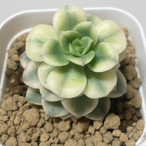 SOLD ニクサーナ錦① 厳選韓国苗 名前付き 多肉植物 〜Green〜多肉畑