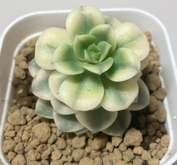 SOLD ニクサーナ錦① 厳選韓国苗 名前付き 多肉植物 〜Green〜多肉畑