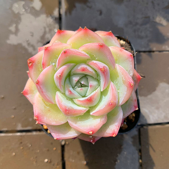 447.多肉植物 寄せ植え エケベリア属 白水晶　新品種　抜き苗 1枚目の画像