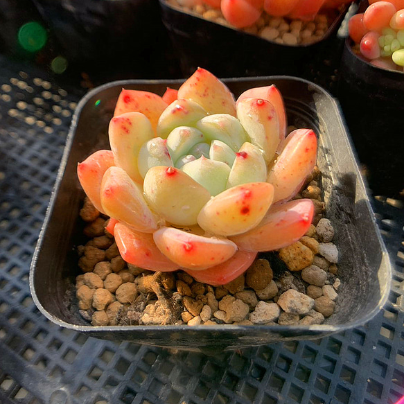 509.多肉植物 寄せ植え エケベリア 夢々（単） 超美苗 抜き苗 アート