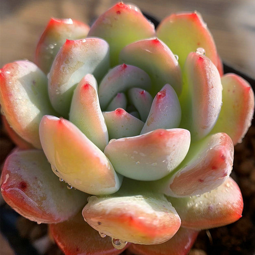 514.多肉植物 寄せ植え エケベリア属 アイスランド 抜き苗
