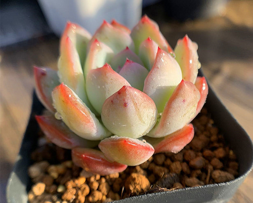 514.多肉植物 寄せ植え エケベリア属 アイスランド 抜き苗 アート