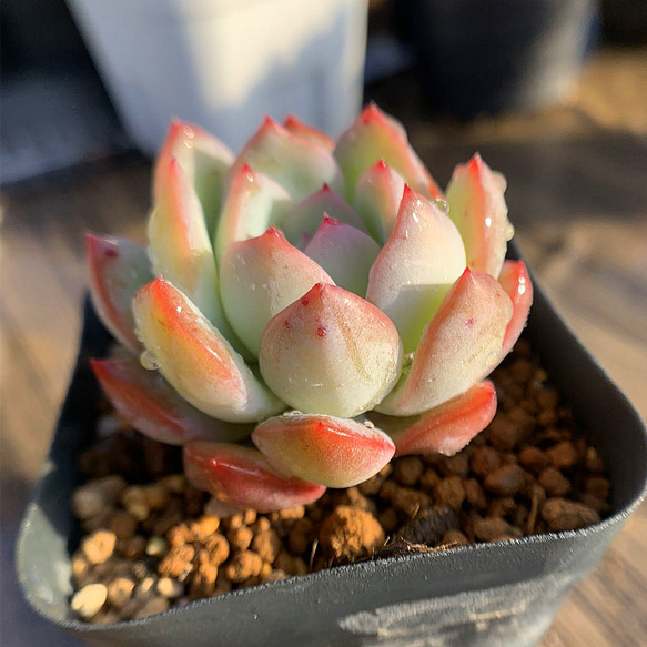 514.多肉植物 寄せ植え エケベリア属 アイスランド 抜き苗 アート