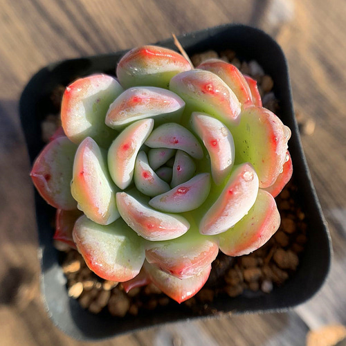 514.多肉植物 寄せ植え エケベリア属 アイスランド 抜き苗 アート