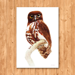 ポストカード　「アオバズク」 2枚目の画像