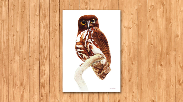 ポストカード　「アオバズク」 2枚目の画像