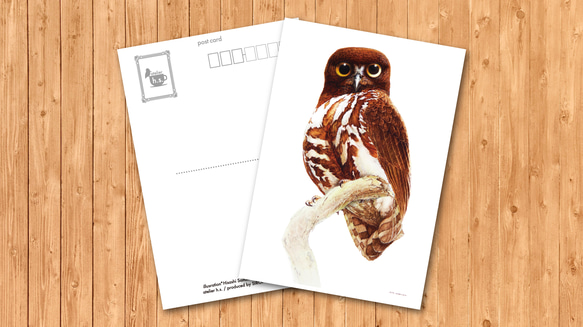 ポストカード　「アオバズク」 1枚目の画像