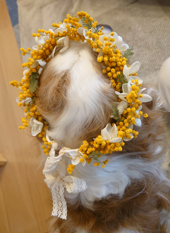 ペット用アクセサリー　ミモザの花かんむり 4枚目の画像