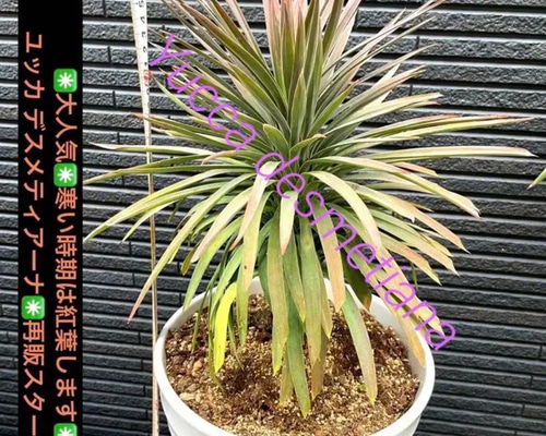 ユッカ 6号 デスメティアーナ（Yucca desmetiana）｜花木01-D1