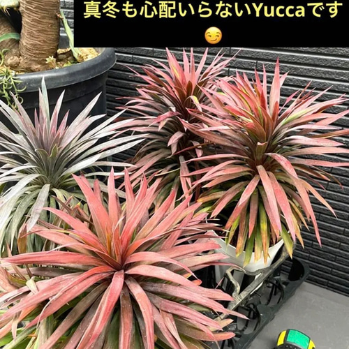 ⭐︎大人気⭐︎寒い時期は紅葉します(^^) ユッカ デスメティ