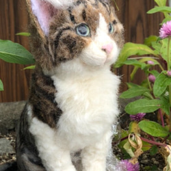 羊毛フェルト　猫　オーダーメイド受付　キジシロ　茶トラ　三毛猫　等 10枚目の画像