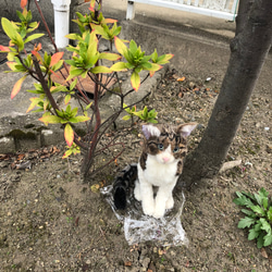 羊毛フェルト　猫　オーダーメイド受付　キジシロ　茶トラ　三毛猫　等 14枚目の画像