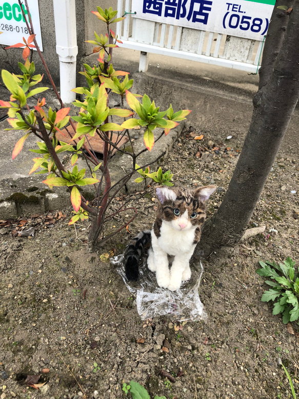 羊毛フェルト　猫　オーダーメイド受付　キジシロ　茶トラ　三毛猫　等 14枚目の画像