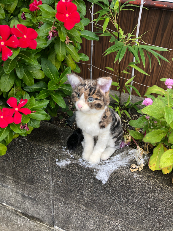 羊毛フェルト　猫　オーダーメイド受付　キジシロ　茶トラ　三毛猫　等 16枚目の画像