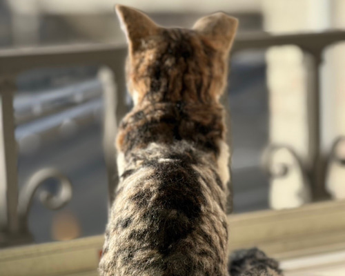 羊毛フェルト　猫　オーダー　KiraKiraページ オーダーメイド】あなたの猫さんお作りします 羊毛フェルト 受注